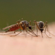 Illustration for article titled Mosquito Confronts Partner After Testing Positive For Zika